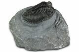 Bug-Eyed Coltraneia Trilobite Fossil - Ofaten, Morocco #352681-3